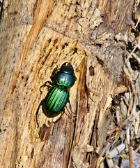 Pasimachus subangulatus