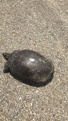 Chrysemys picta marginata