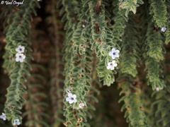 Alkanna strigosa