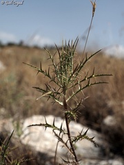 Atractylis cancellata