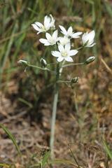 Ornithogalum