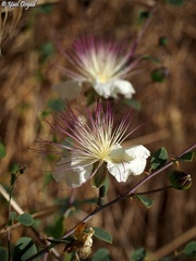 Capparis zoharyi