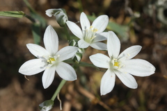 Ornithogalum