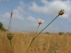 Cephalaria joppensis