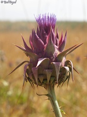 Cynara syriaca