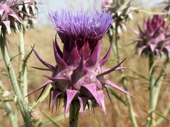 Cynara syriaca