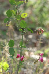 Lathyrus rotundifolius