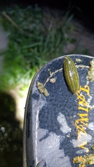 Whitmania edentula