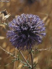 Echinops adenocaulos