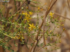 Hypericum triquetrifolium