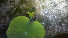Hyla japonica