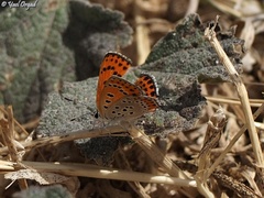 Lycaena thersamon