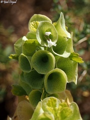 Moluccella laevis