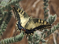 Papilio machaon