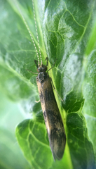 Mystacides longicornis