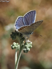 Polyommatus icarus