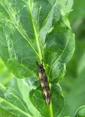 Mystacides longicornis