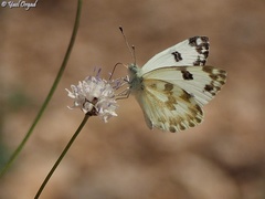 Pontia daplidice