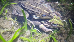 Pelophylax nigromaculatus