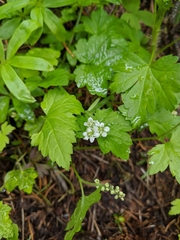 Moehringia