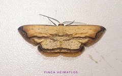 Campatonema marginata