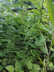 Equisetum arvense