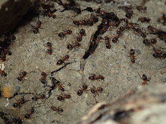 Lasius emarginatus