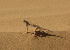 Phrynocephalus interscapularis