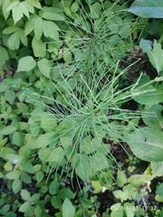 Equisetum arvense