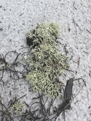 Cladonia dimorphoclada