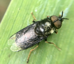 Odontomyia tigrina
