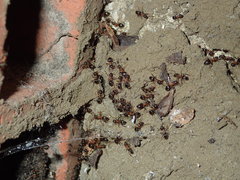 Lasius emarginatus