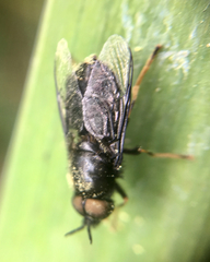 Odontomyia tigrina