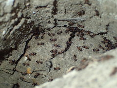 Lasius emarginatus