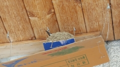 Hirundo rustica gutturalis