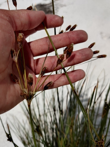 Image of Fimbristylis castanea by no rights reserved