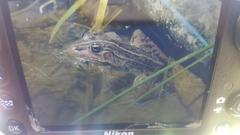 Pelophylax nigromaculatus