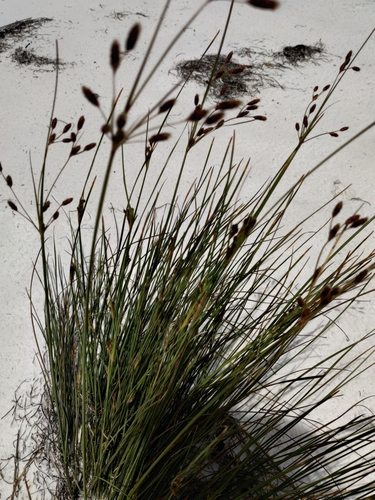 Image of Marsh Fimbry (Fimbristylis castanea) by no rights reserved