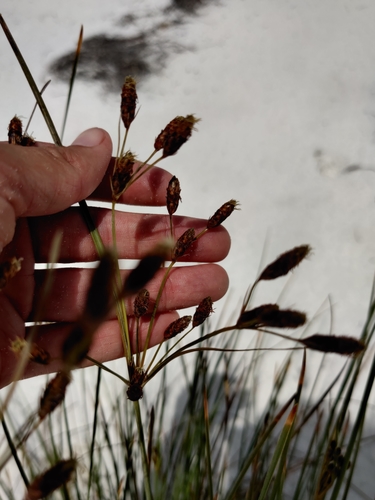 Image of Marsh Fimbry (Fimbristylis castanea) by no rights reserved