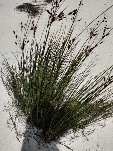 Image of Marsh Fimbry (Fimbristylis castanea) by no rights reserved