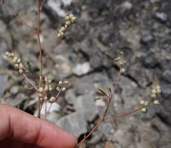 Melilotus neapolitanus