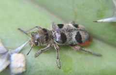 Enoclerus viduus