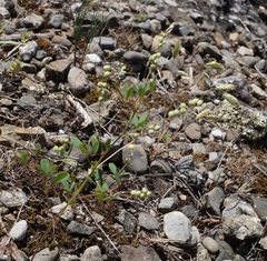 Melilotus neapolitanus