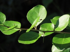 Gymnosporia harveyana harveyana