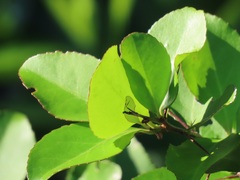 Gymnosporia harveyana harveyana