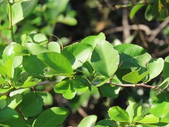Gymnosporia harveyana harveyana