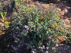 Antimima watermeyeri