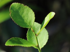 Gymnosporia harveyana harveyana