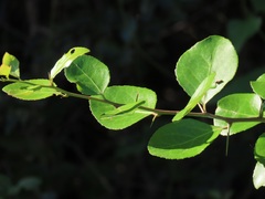 Gymnosporia harveyana harveyana