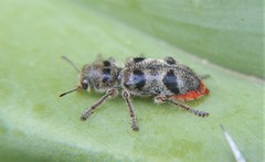 Enoclerus viduus